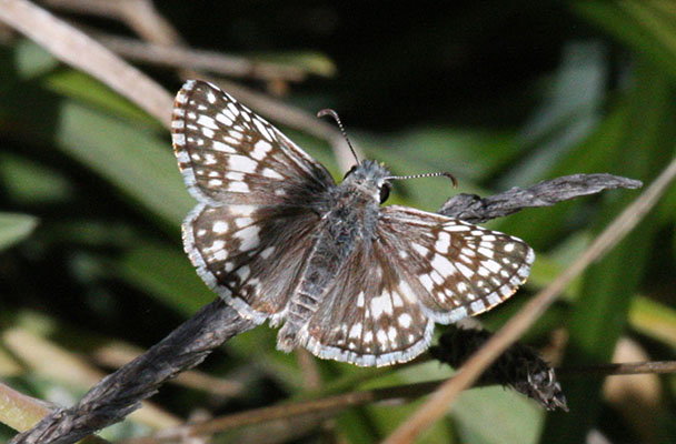 Pyrgus communis - The Common Checkered Skipper