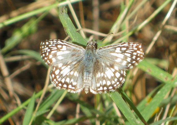 Pyrgus o. oileus - The Tropical Checkered Skipper