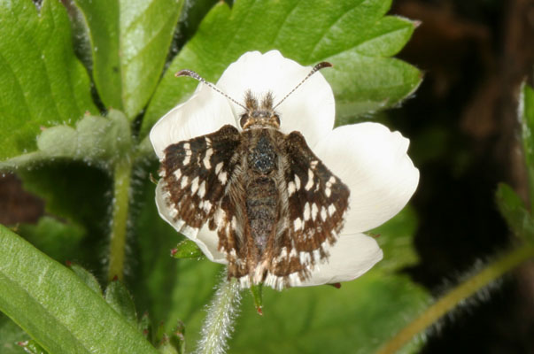 Pyrgus ruralis ruralis - The Two-banded Checkered Skipper