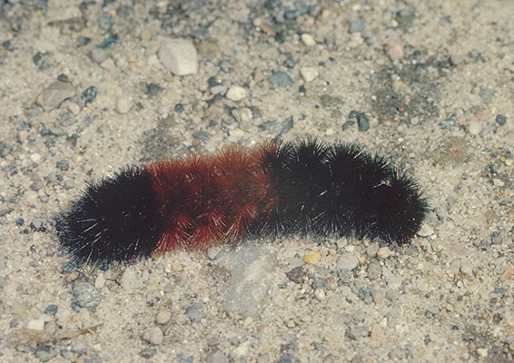 Pyrrharctia isabella - The Isabella Moth