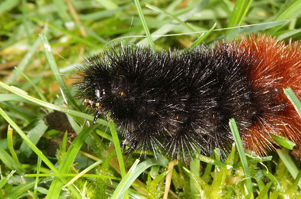 Pyrrharctia isabella - The Isabella Moth