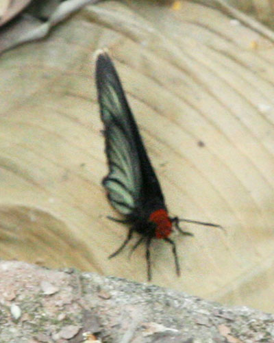 Pyrrhochalcia iphis - The African Giant Skipper