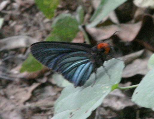 Pyrrhochalcia iphis - The African Giant Skipper