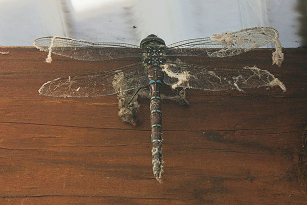 Rhionaeschna californica - The California Darner