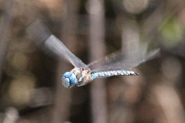 Rhionaeschna multicolor - The Blue-eyed Darner