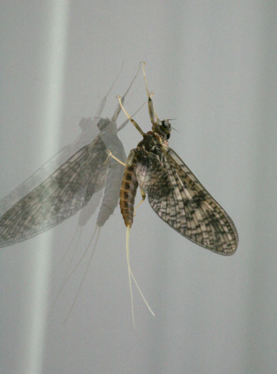 Rhithrogena morrisoni - The March Brown Mayfly