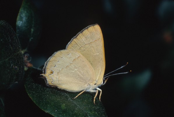 Satyrium auretorum spadix - The Gold-hunter's Hairstreak