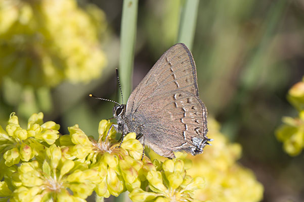 Satyrium saepium saepium - The Hedgerow Hairstreak<