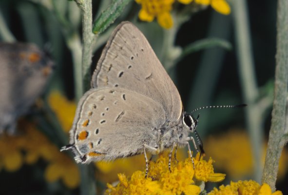 Satyrium sylvinus sylvinus - The Sylvan Hairstreak<