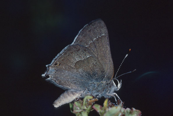 Satyrium tetra - The Mountain Mahogany Hairstreak