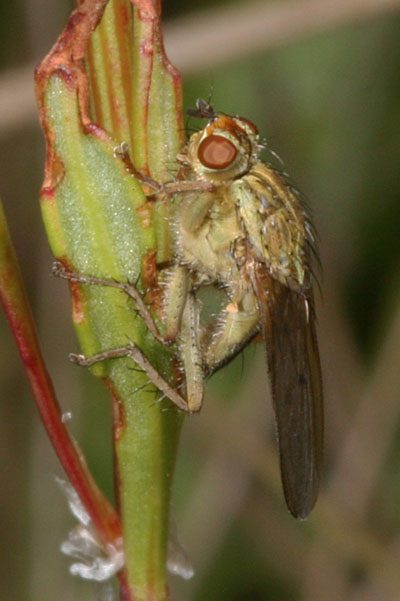 Scathophaga stercoraria - The Golden Dung Fly
