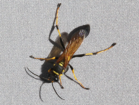 Sceliphron caementarium - The Yellow and Black Mud Dauber