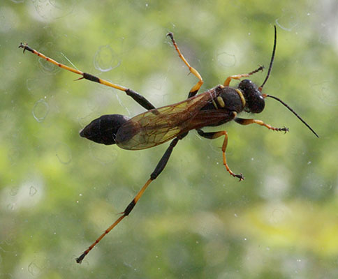 Sceliphron caementarium - The Yellow and Black Mud Dauber