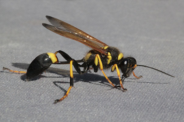 Sceliphron caementarium - The Yellow and Black Mud Dauber