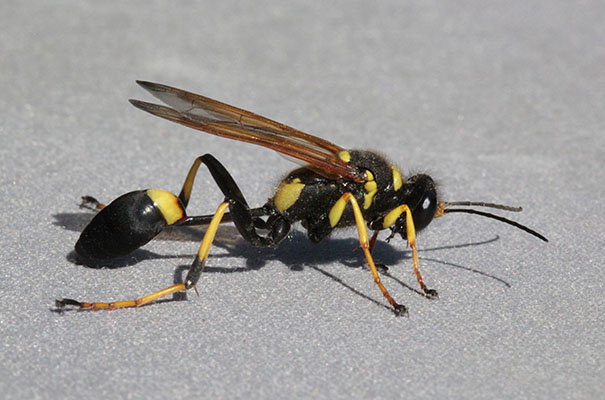 Sceliphron caementarium - The Yellow and Black Mud Dauber