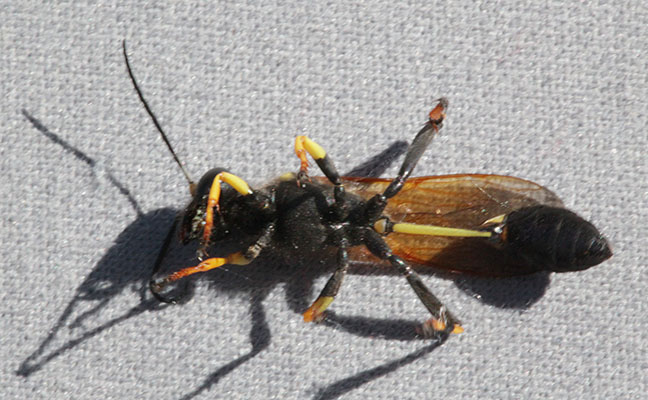 Sceliphron caementarium - The Yellow and Black Mud Dauber