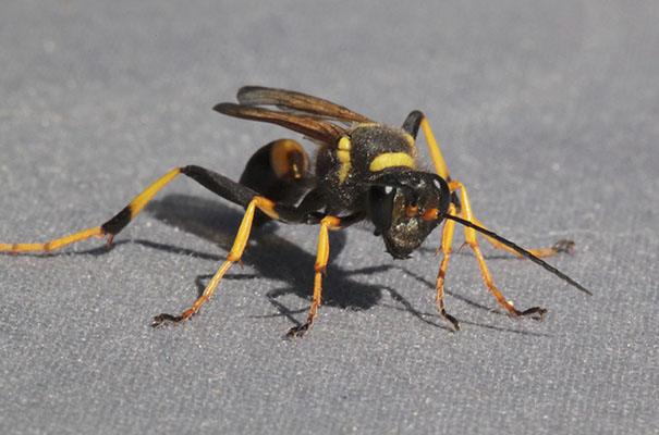 Sceliphron caementarium - The Yellow and Black Mud Dauber