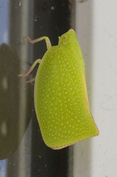 Siphanta acuta - The Green Planthopper aka Torpedo Bug