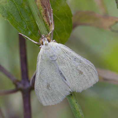 Sitochroa palealis - Greenish-yellow Sitochroa Moth aka Carrot Seed Moth aka Sulphur Pearl