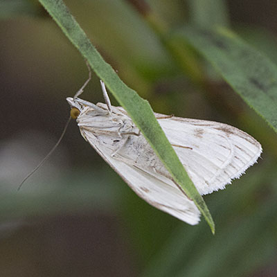 Sitochroa palealis - Greenish-yellow Sitochroa Moth aka Carrot Seed Moth aka Sulphur Pearl
