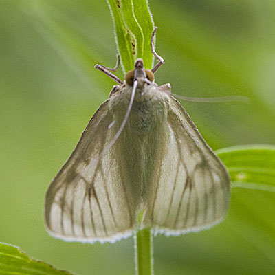 Sitochroa palealis - Greenish-yellow Sitochroa Moth aka Carrot Seed Moth aka Sulphur Pearl