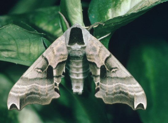 Smerinthus jamaicensis (The Twin-spot Sphinx)