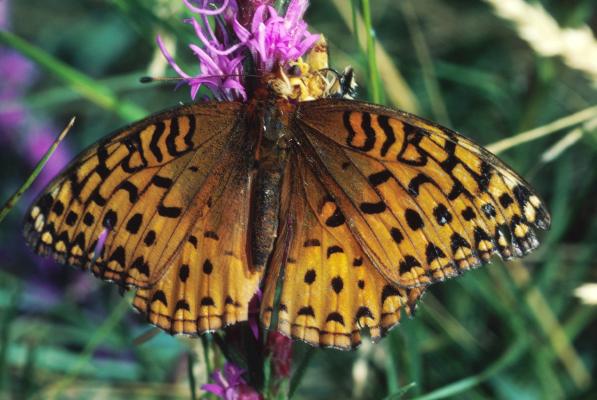 Speyeria aphrodite ethne - The Western Aphrodite Fritillary