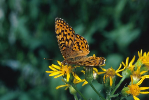 Speyeria egleis oweni - The Egleis Fritillary