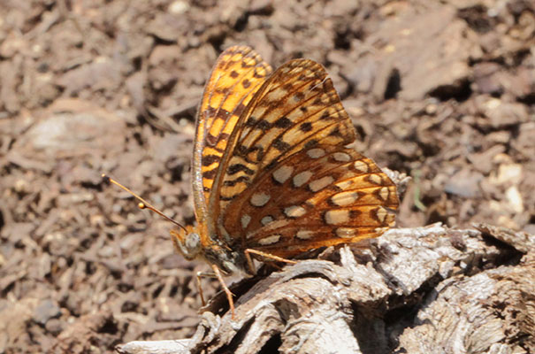 Speyeria hesperis - The Atlantis Fritillary