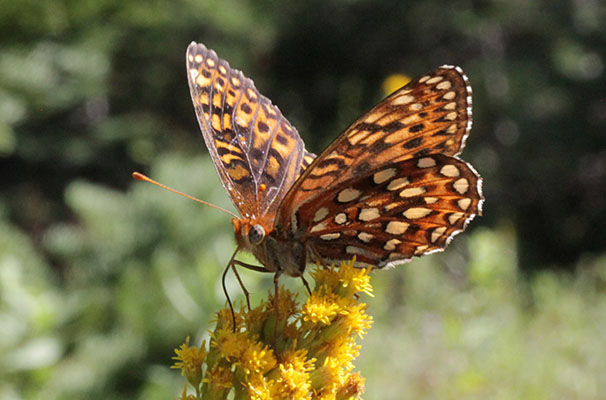 Speyeria hesperis - The Atlantis Fritillary