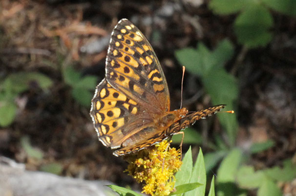 Speyeria hesperis - The Atlantis Fritillary