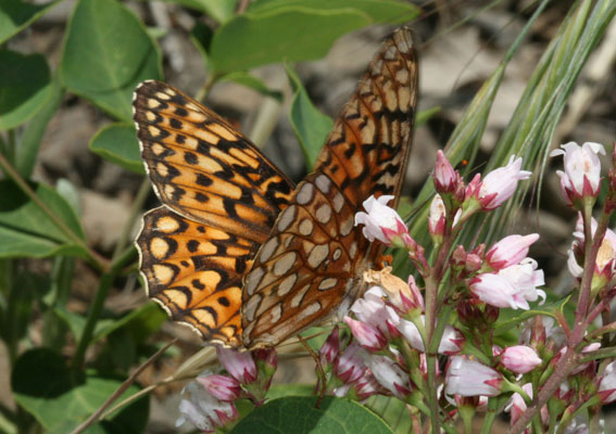 Speyeria callippe elaine - The Callippe Fritillary