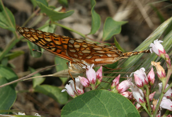 Speyeria callippe elaine - The Callippe Fritillary