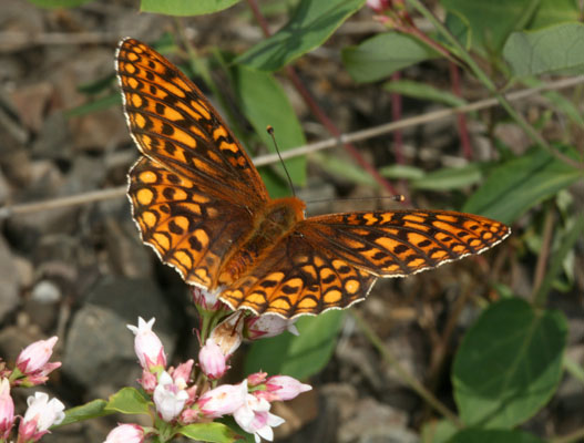 Speyeria callippe elaine - The Callippe Fritillary