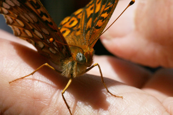 Speyeria callippe elaine - The Callippe Fritillary