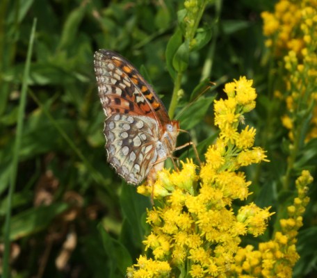 Speyeria callippe elaine - The Callippe Fritillary