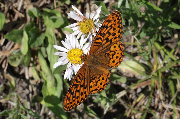 Speyeria hydaspe hydaspe - The Hydaspe Fritillary