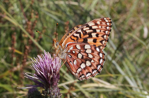 Speyeria hydaspe hydaspe - The Hydaspe Fritillary