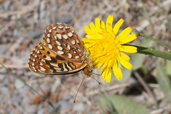 Speyeria hydaspe hydaspe - The Hydaspe Fritillary