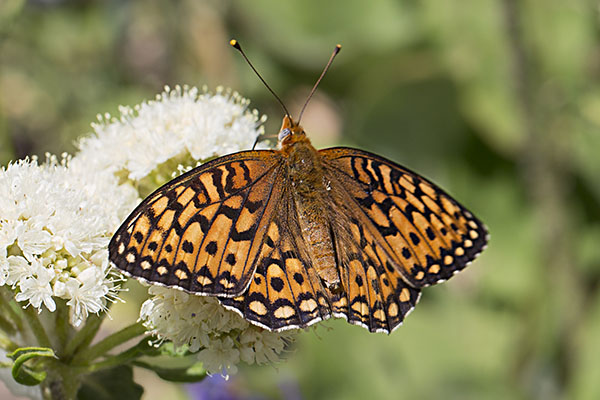 Speyeria hydaspe hydaspe - The Hydaspe Fritillary