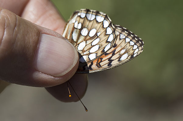 Speyeria hydaspe hydaspe - The Hydaspe Fritillary