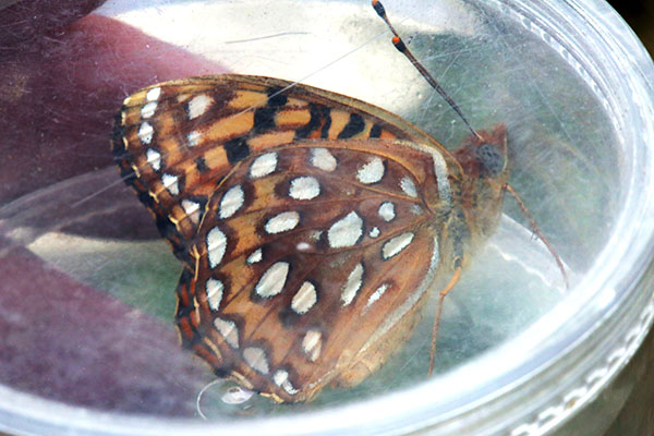 Speyeria zerene picta - The Zerene Fritillary