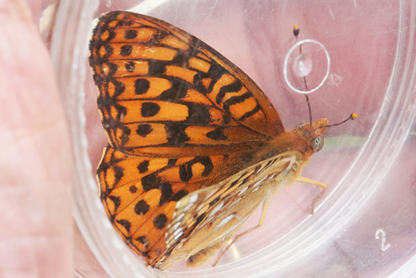 Speyeria zerene picta - The Zerene Fritillary