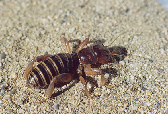 Stenopelmatus fuscus (The Jerusalem Cricket)