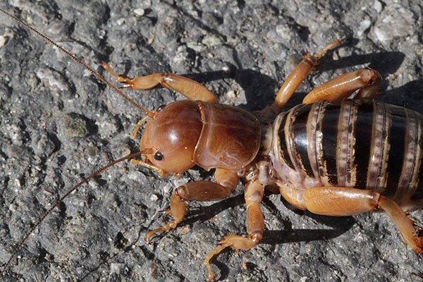 Stenopelmatus fuscus (The Jerusalem Cricket)