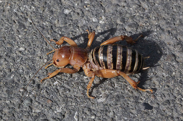 Stenopelmatus fuscus (The Jerusalem Cricket)