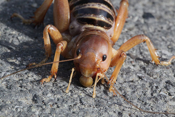 Stenopelmatus fuscus (The Jerusalem Cricket)