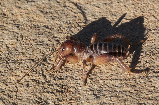 Stenopelmatus fuscus (The Jerusalem Cricket)