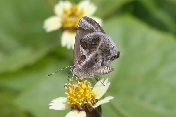 Strymon b. bazochii - The Lantana Scrub-Hairstreak