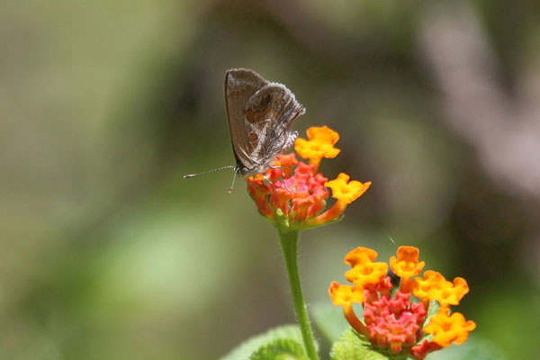 Strymon b. bazochii - The Lantana Scrub-Hairstreak